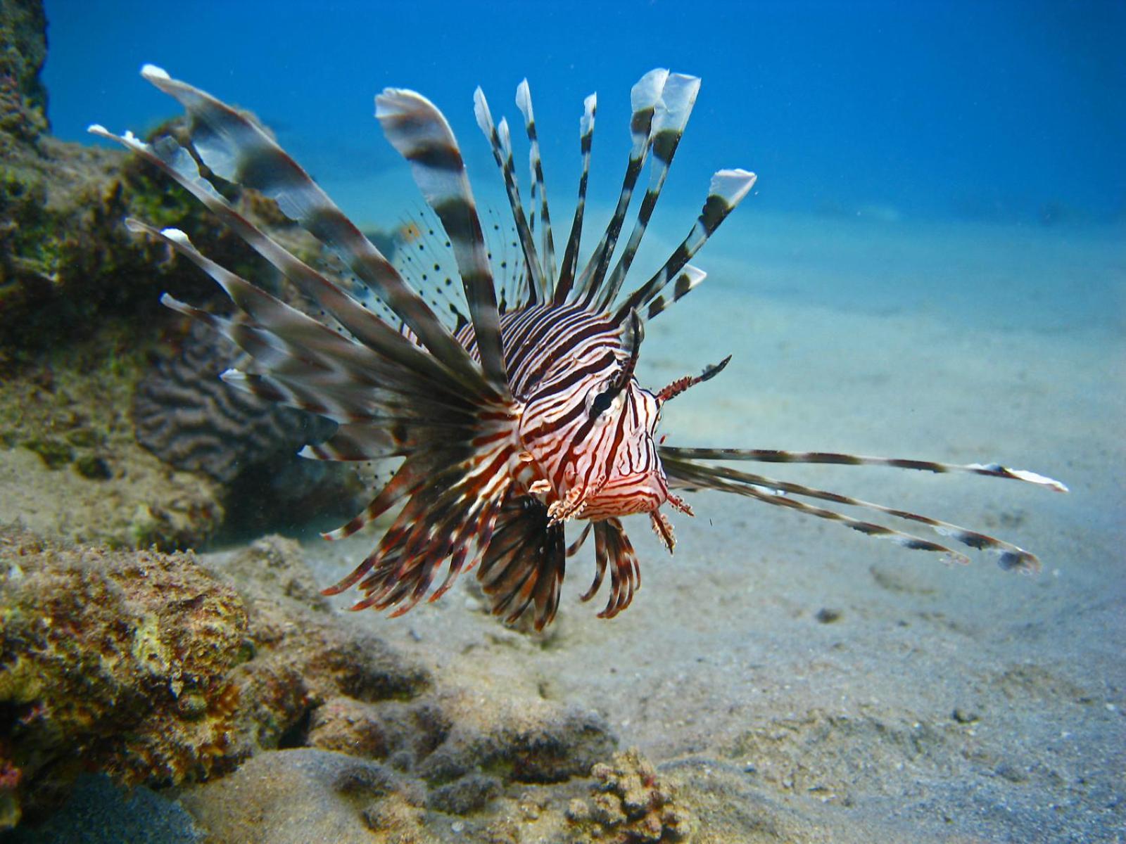 Oonas Dive Club Hotel ชาร์มเอลชีค ภายนอก รูปภาพ